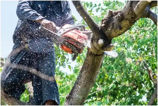 tree services Denmark